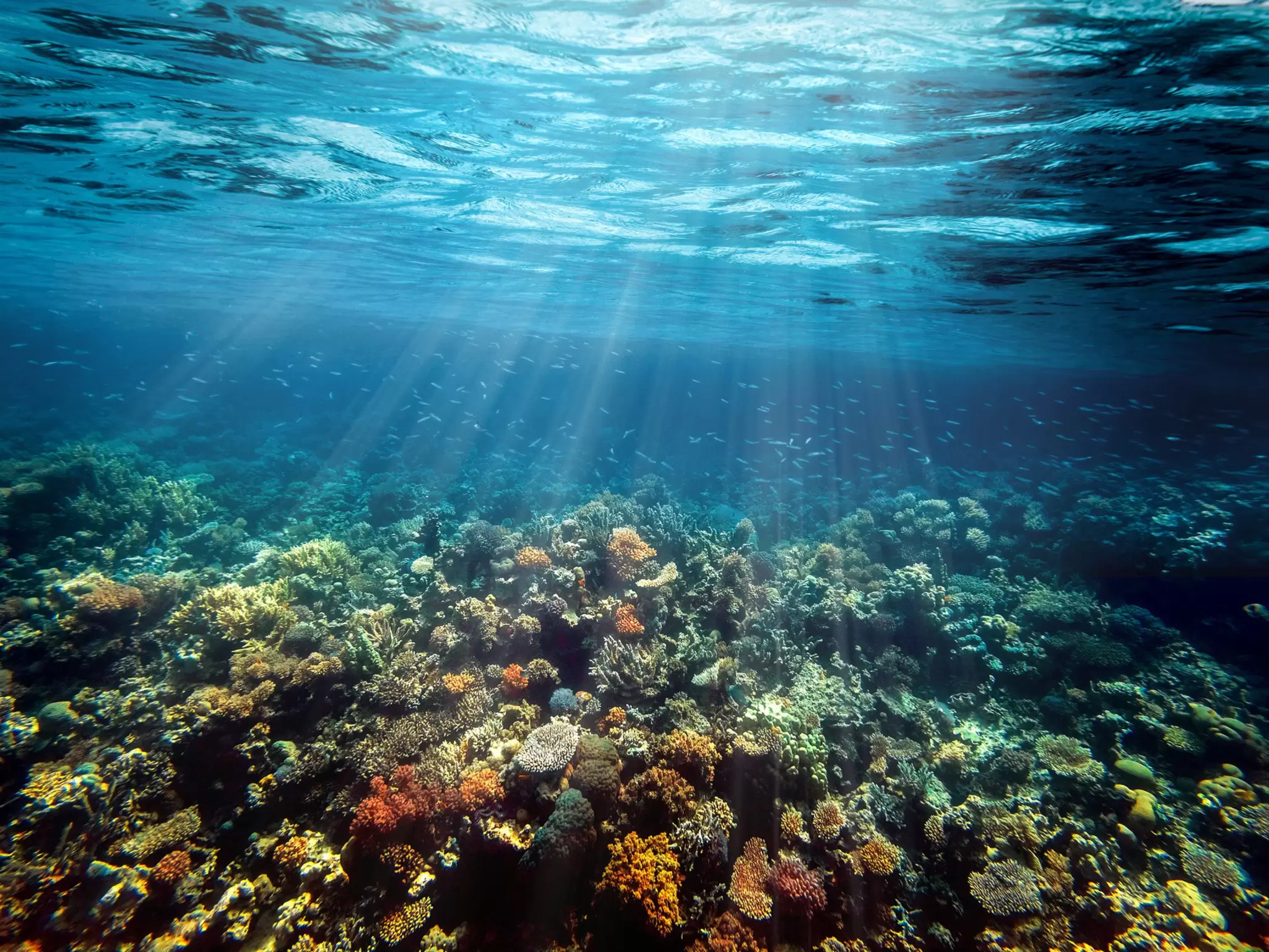 underwater-coral-reef-red-sea.jpeg