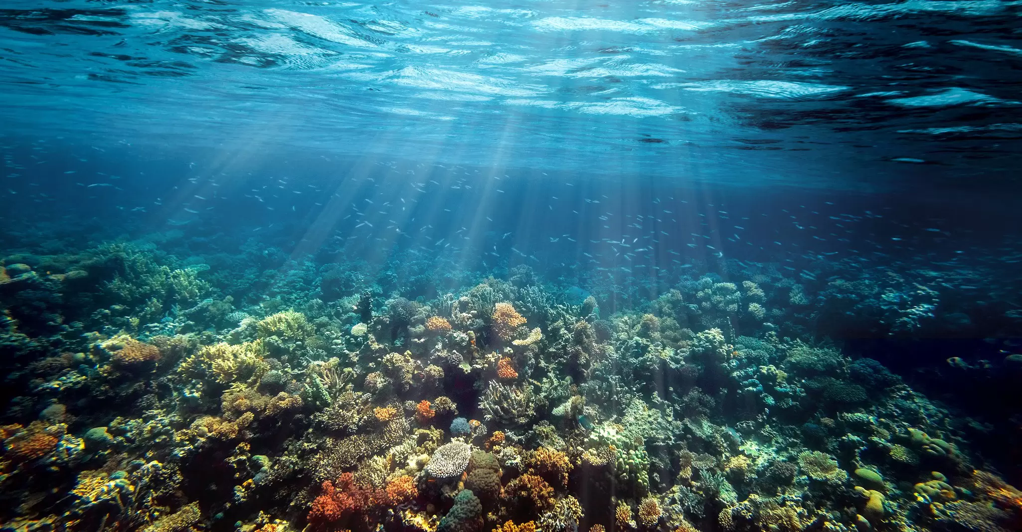 underwater-coral-reef-red-sea.jpeg