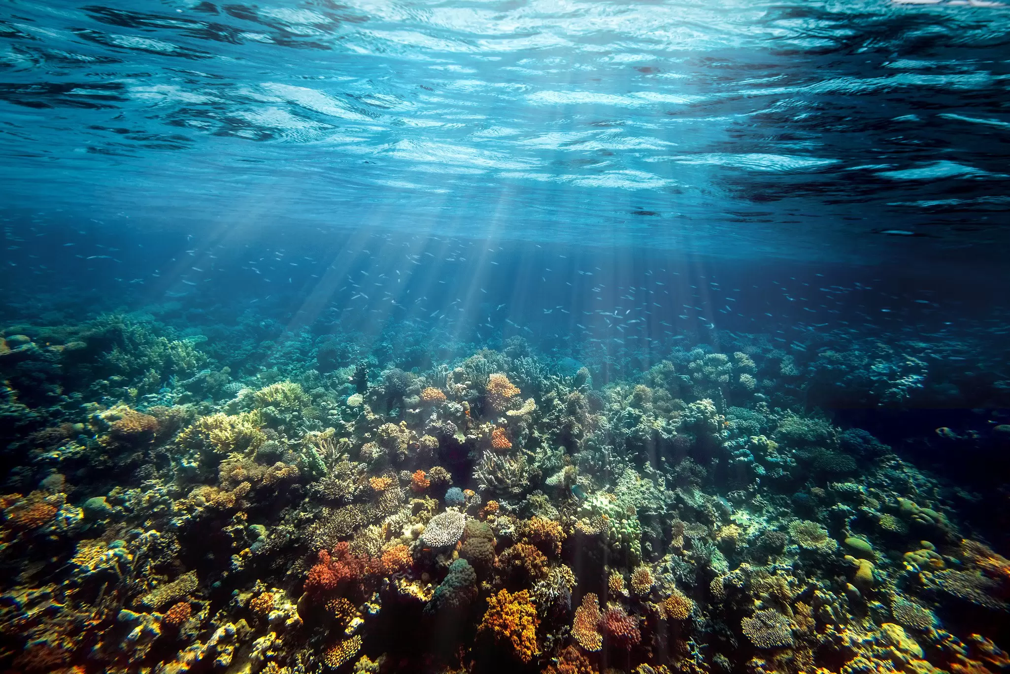 underwater-coral-reef-red-sea.jpeg