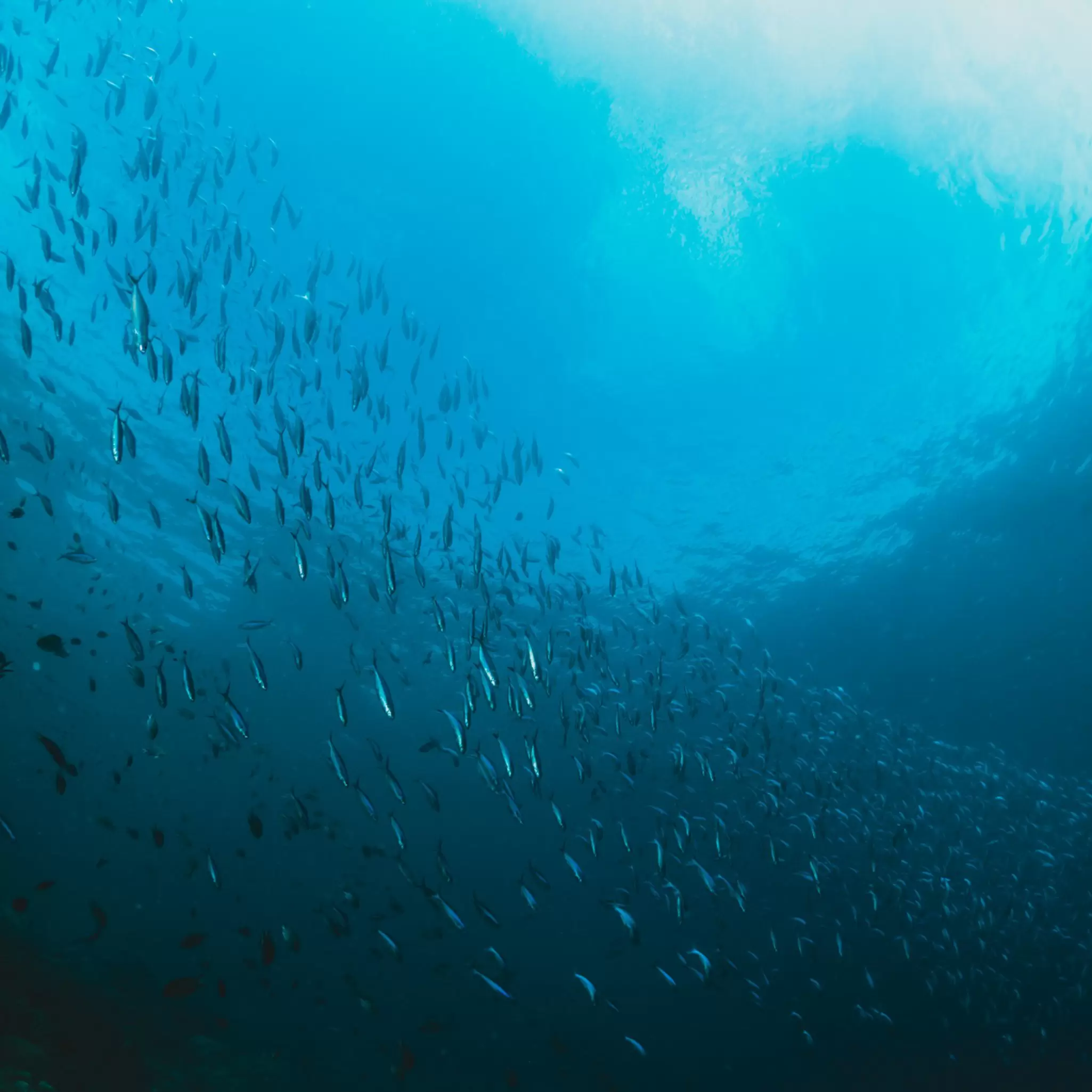 rays-sunlight-shining-into-sea-shcool-fish-un_Shannon Earl.jpg