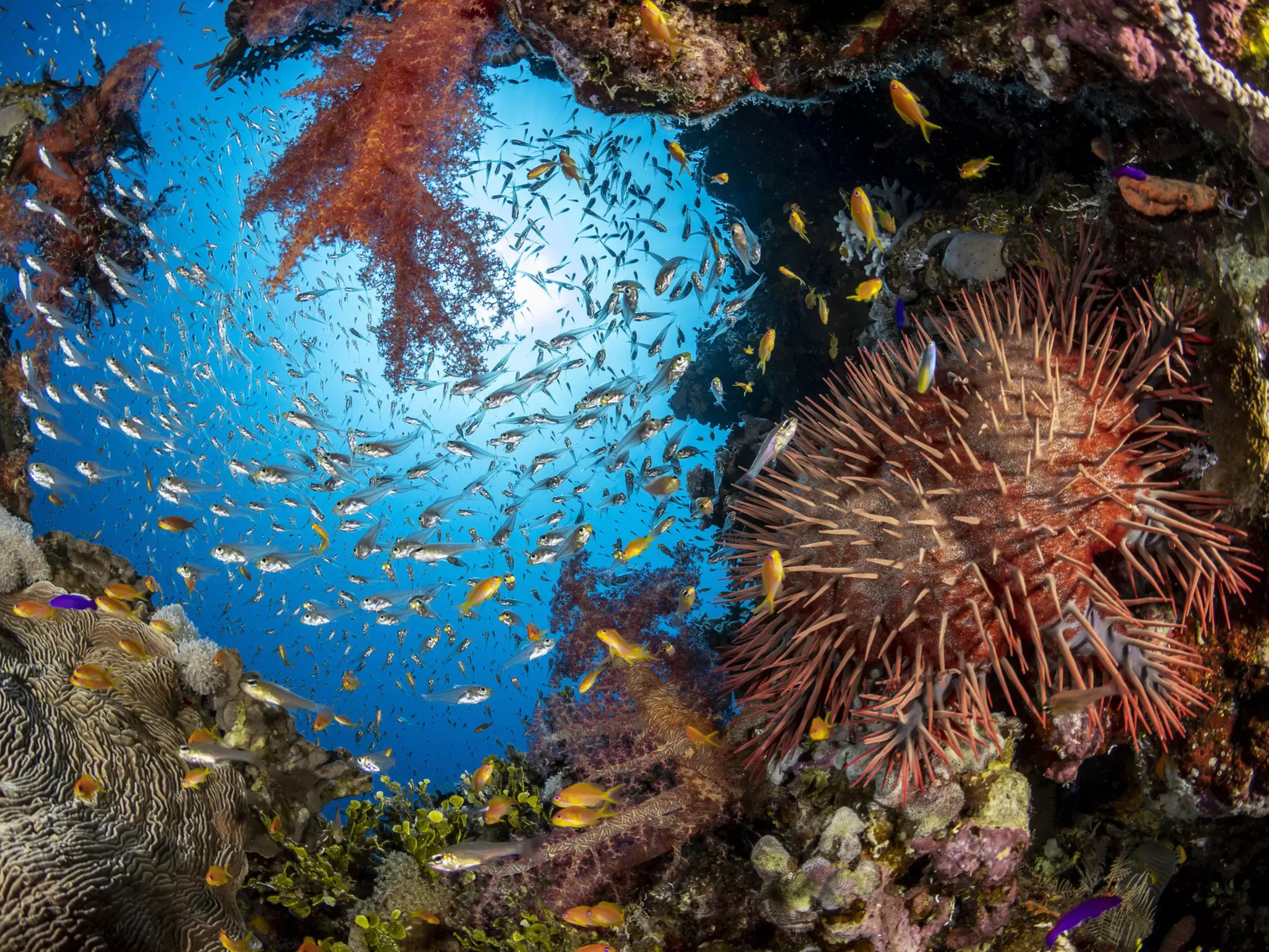 OceanImageBank_RenataRomeo_41 (2).jpg