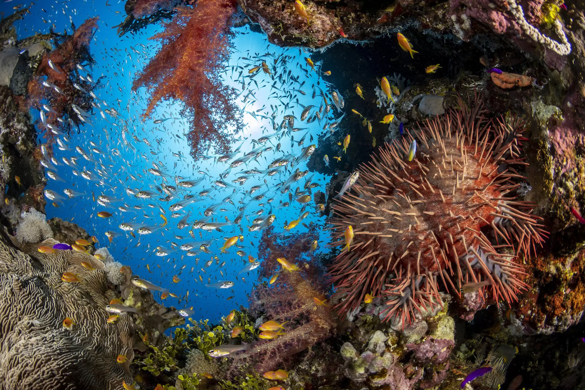 OceanImageBank_RenataRomeo_41 (2).jpg