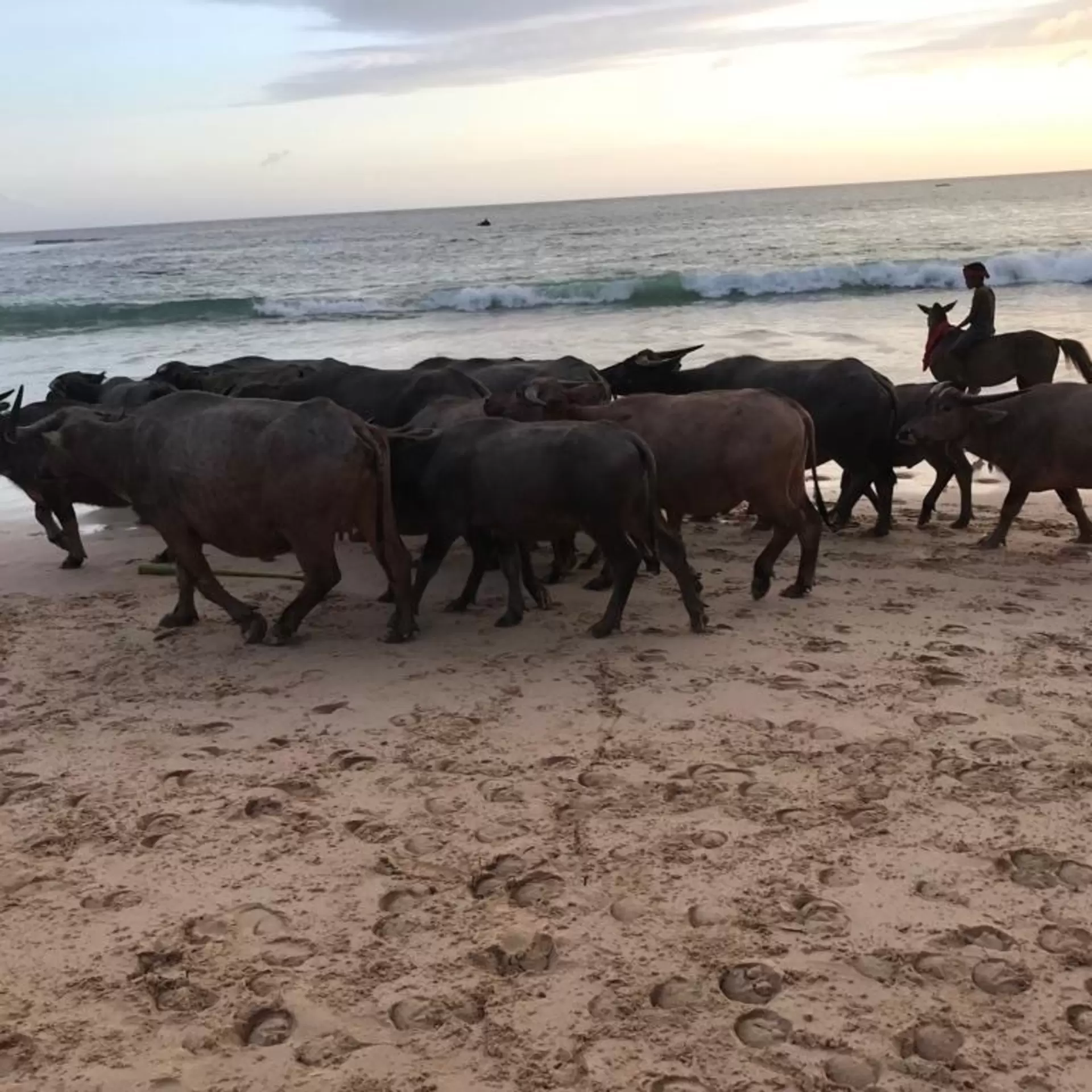 Sumba_5.JPG