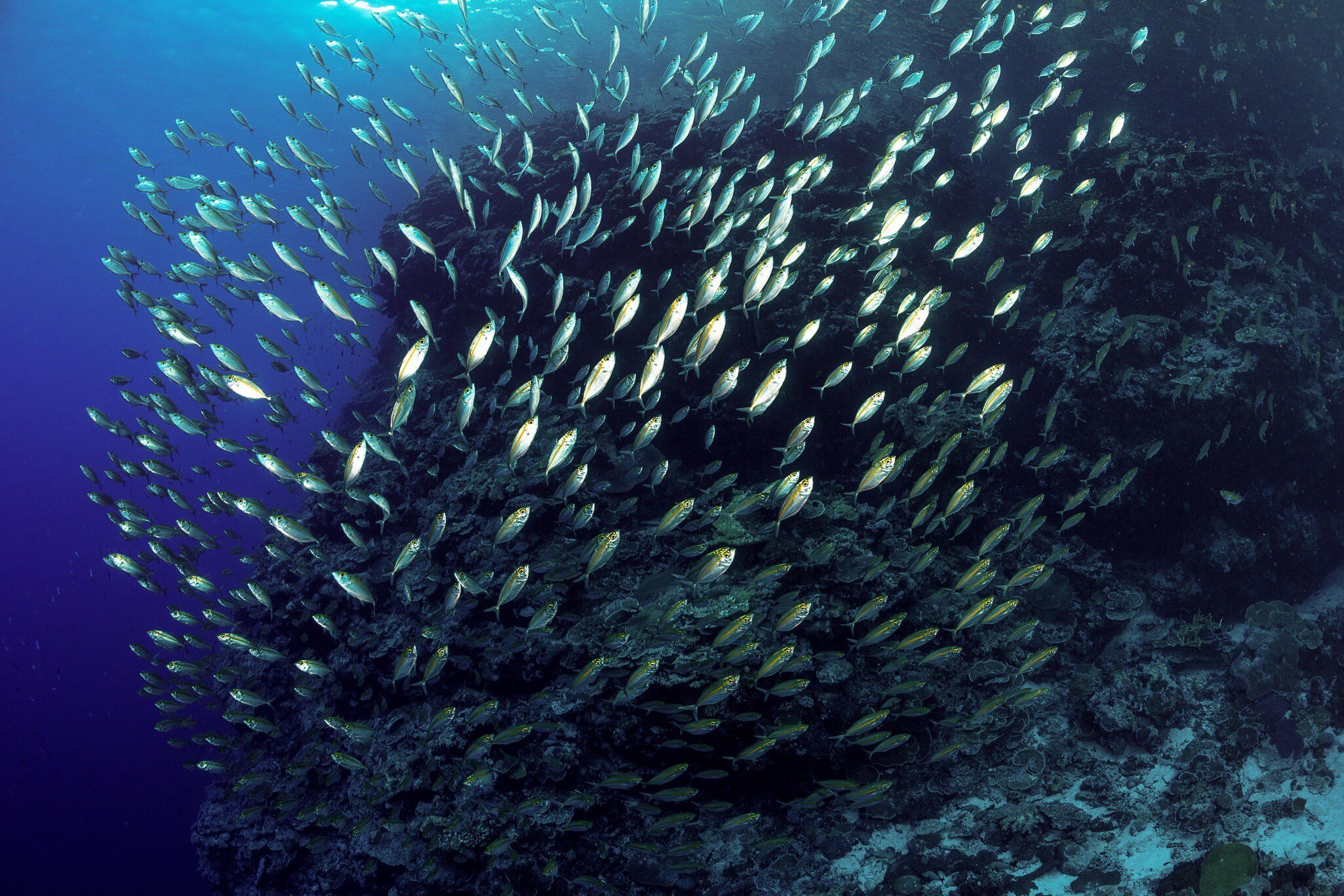 Ocean Image Bank, COP28 image
