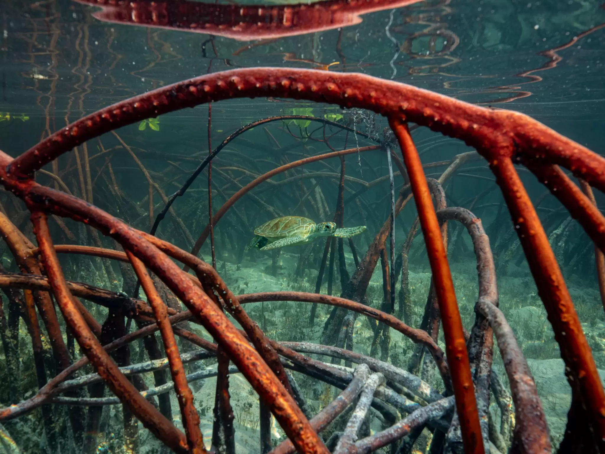 OceanImageBank_OlivierClement_01.jpg