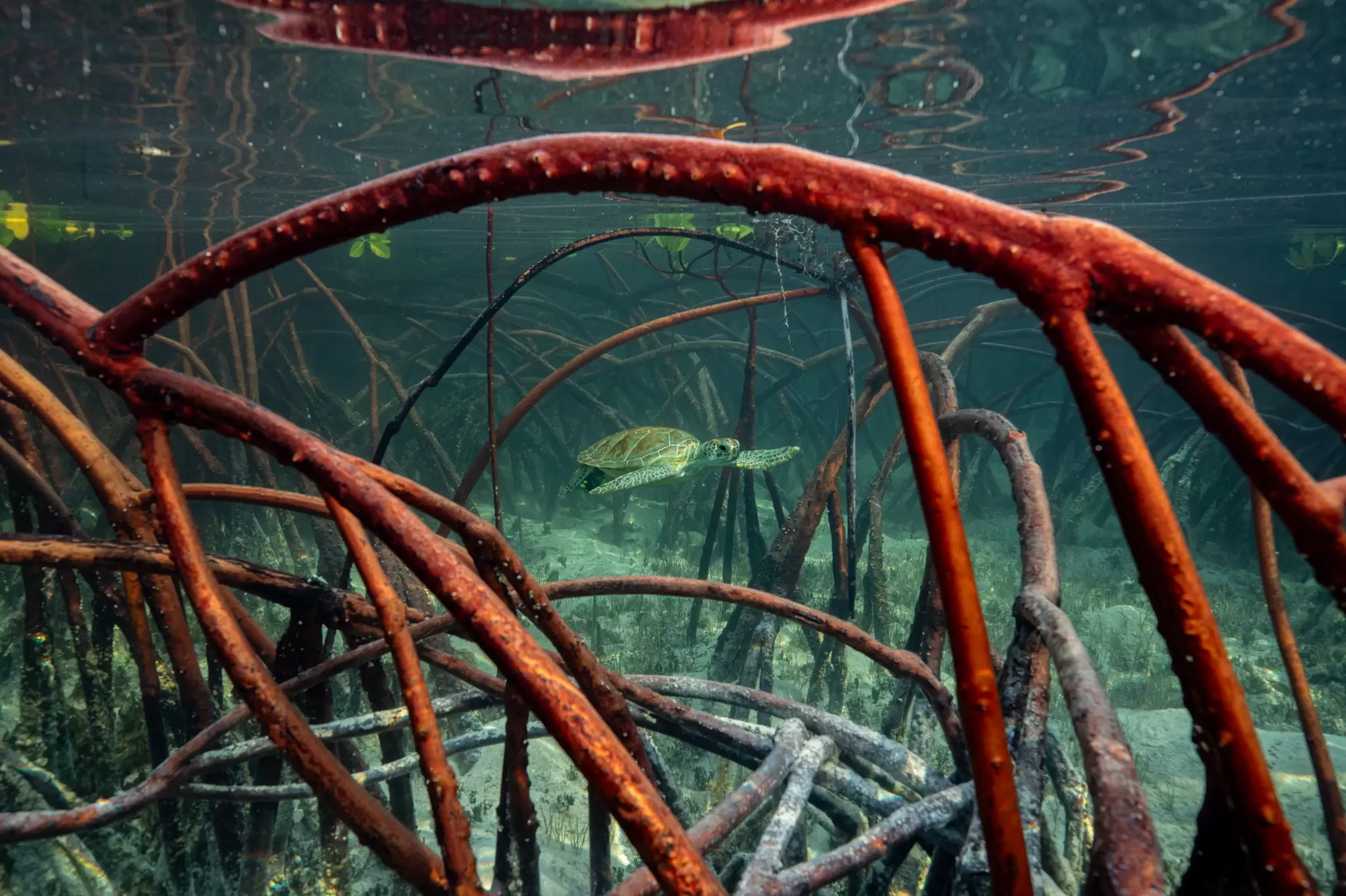 OceanImageBank_OlivierClement_01.jpg