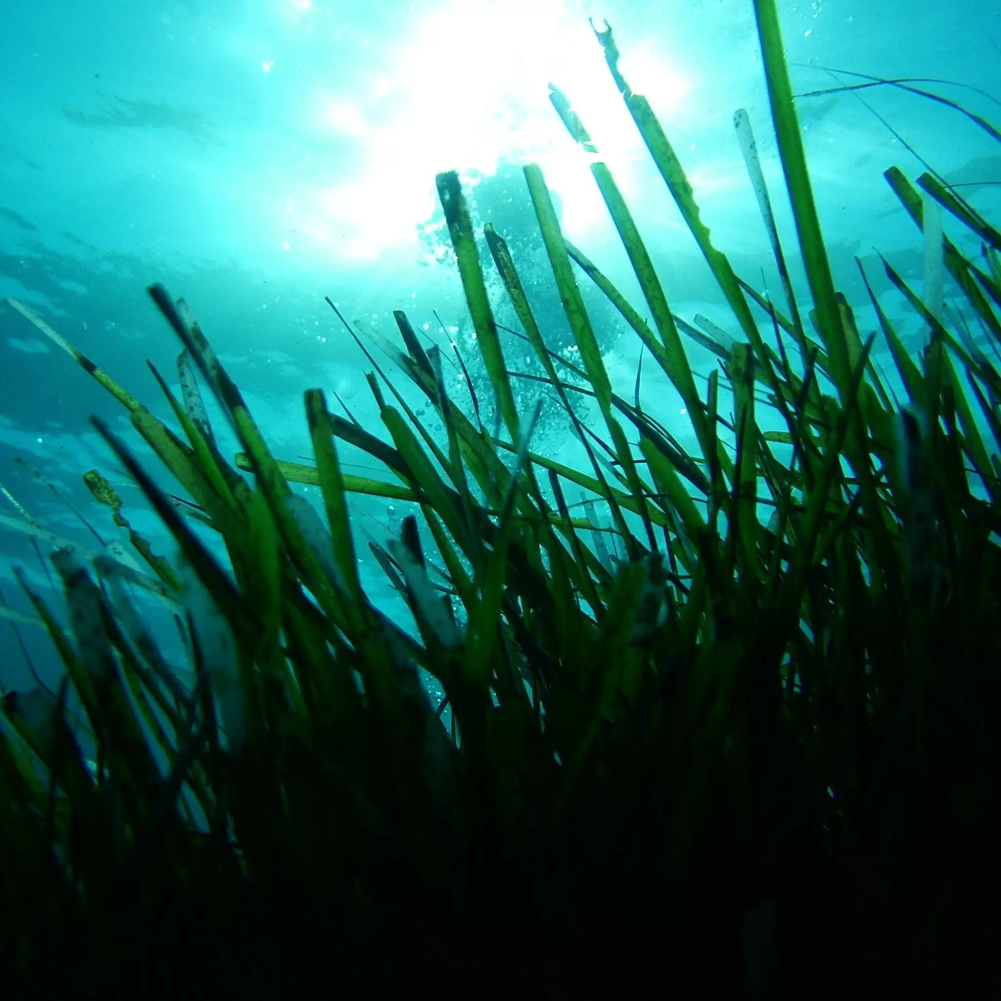 ISPRA Seagrass project - Press release image.JPG