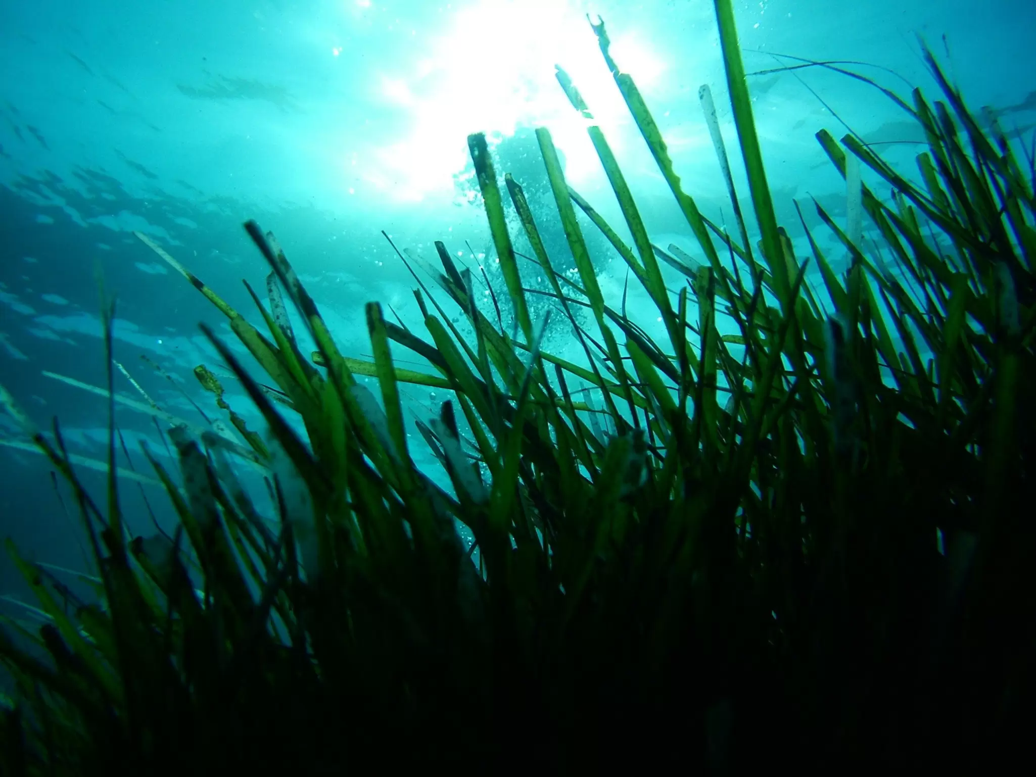 ISPRA Seagrass project - Press release image.JPG