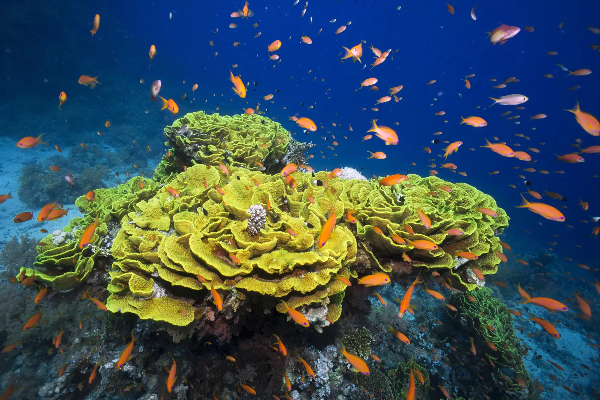 OceanImageBank_CinziaOseleBismarck_17.png