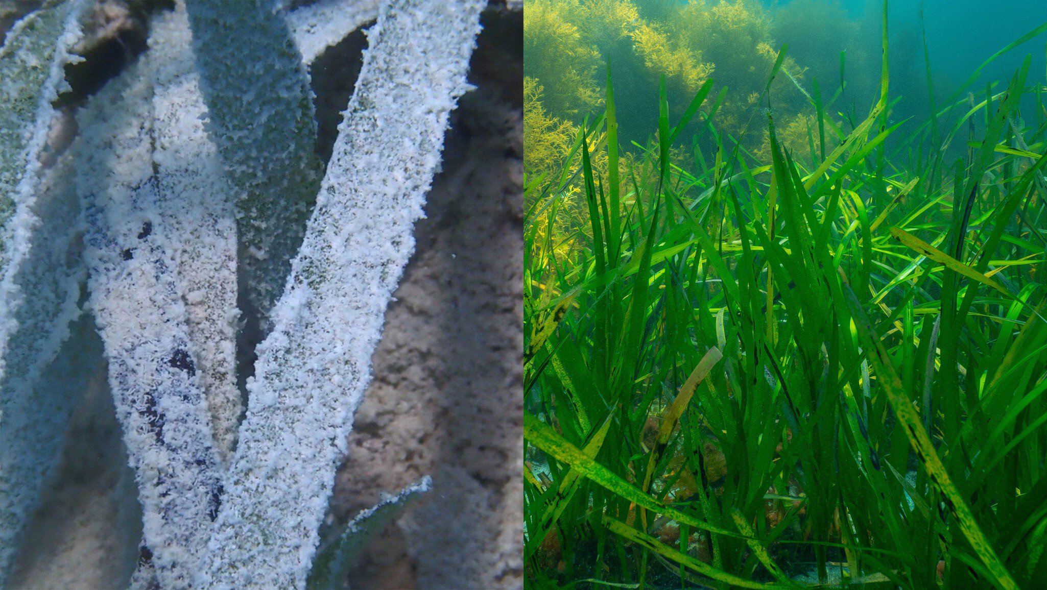 Image showing healthy and unhealthy seagrass. Photo credit: PlanBlue

restricted use - only for use in agreed long read article. For further use, please contact media@planblue.com