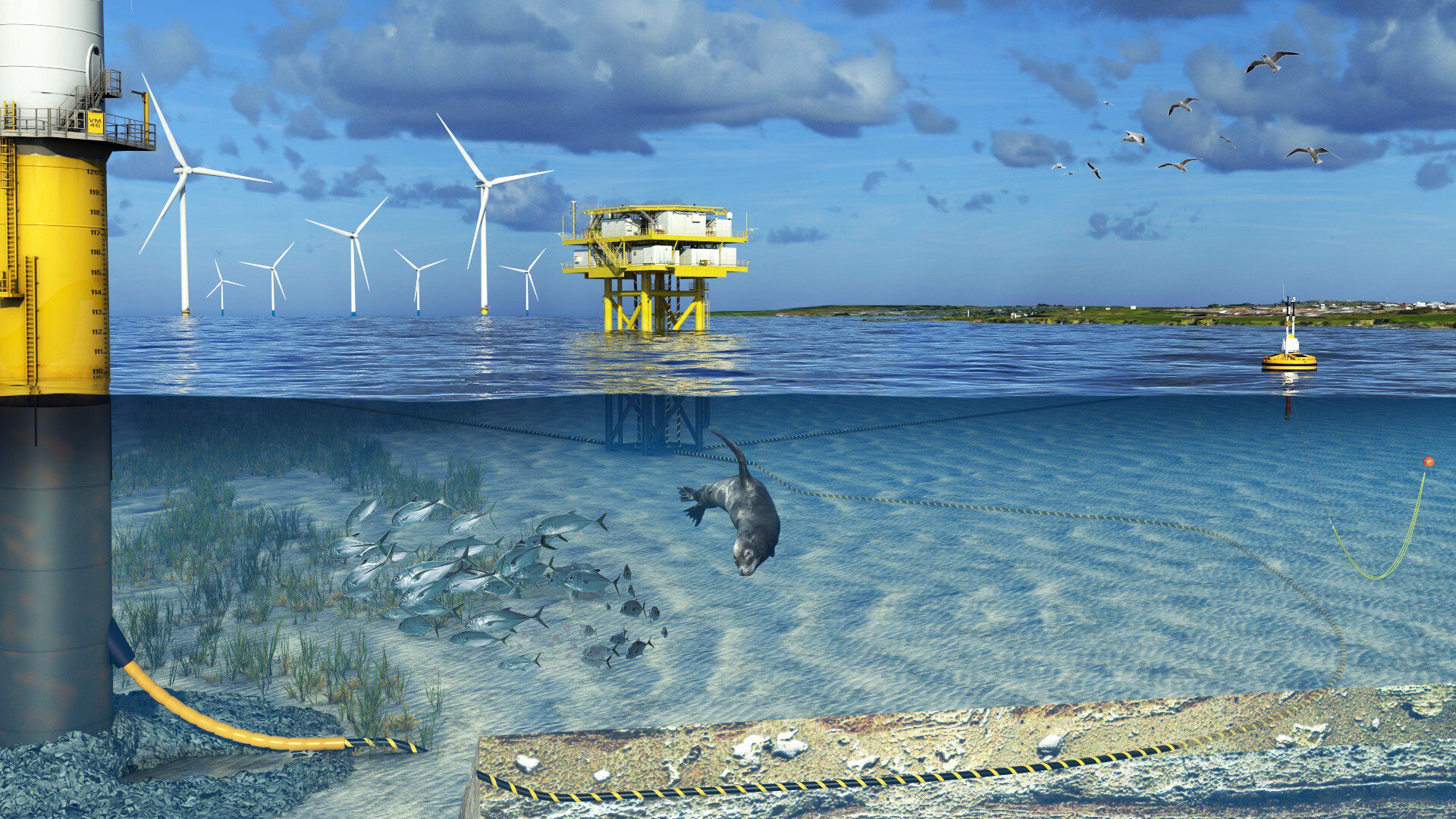 Biodiversity at offshore wind farm graphic