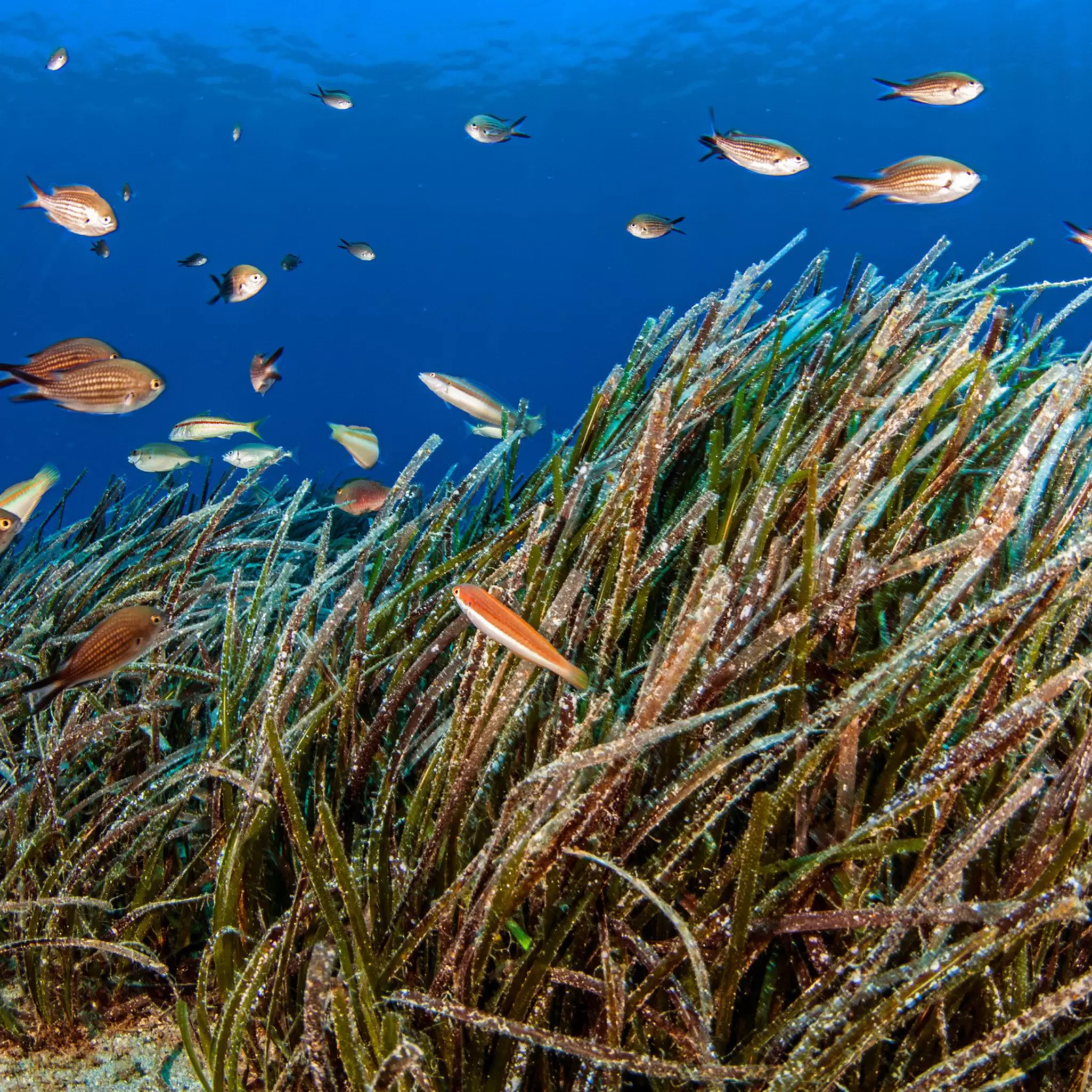 OceanImageBank_DimitrisPoursanidis_20.jpg