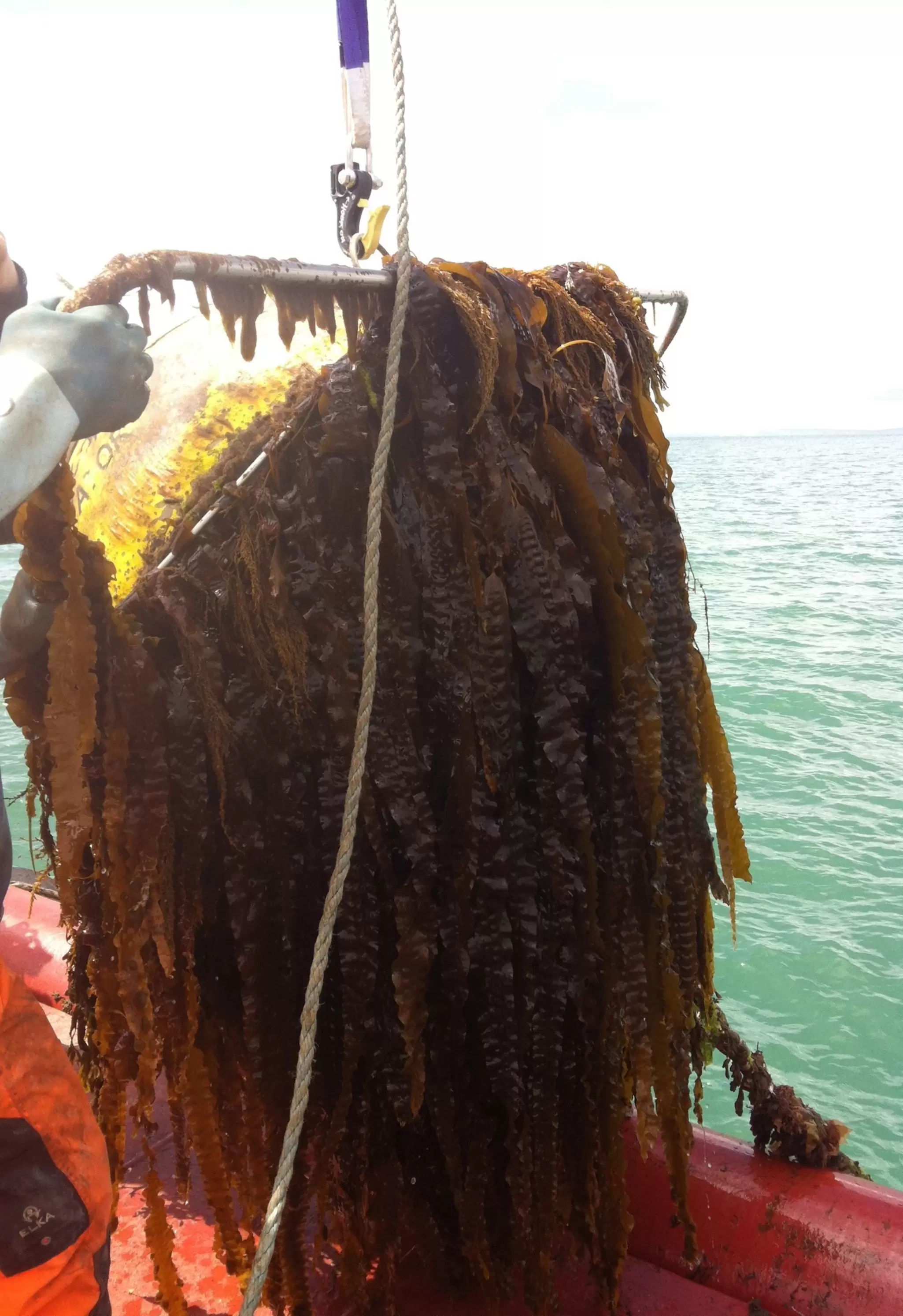 Bracklesham 2014; below the surface after 6 months immersion period.jpg
