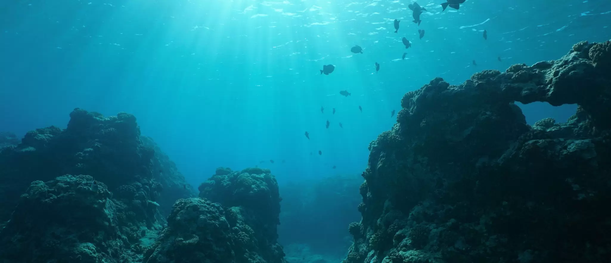 hero-image---seafloor-stock-image.jpg