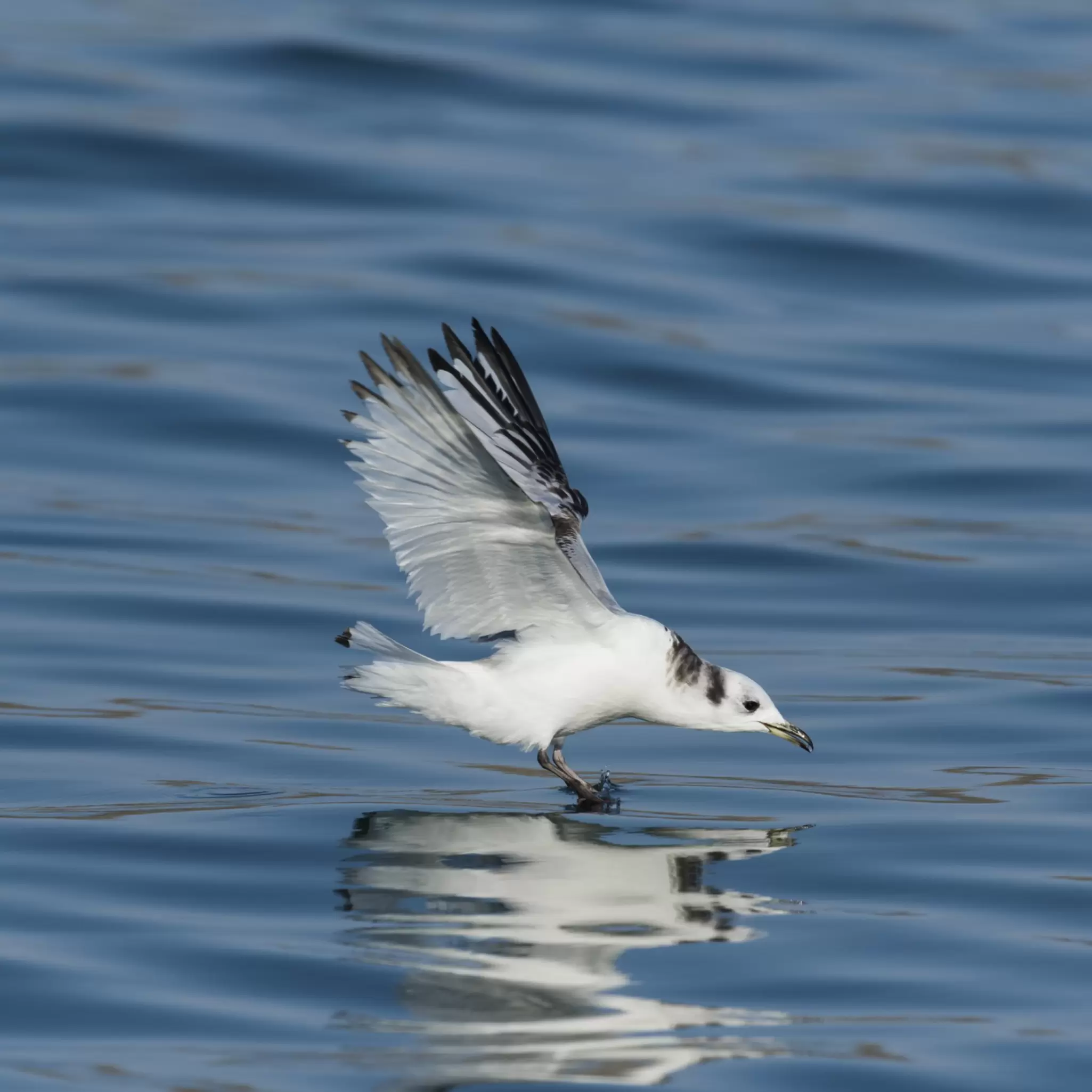 Kittiwake - shutterstock.jpg