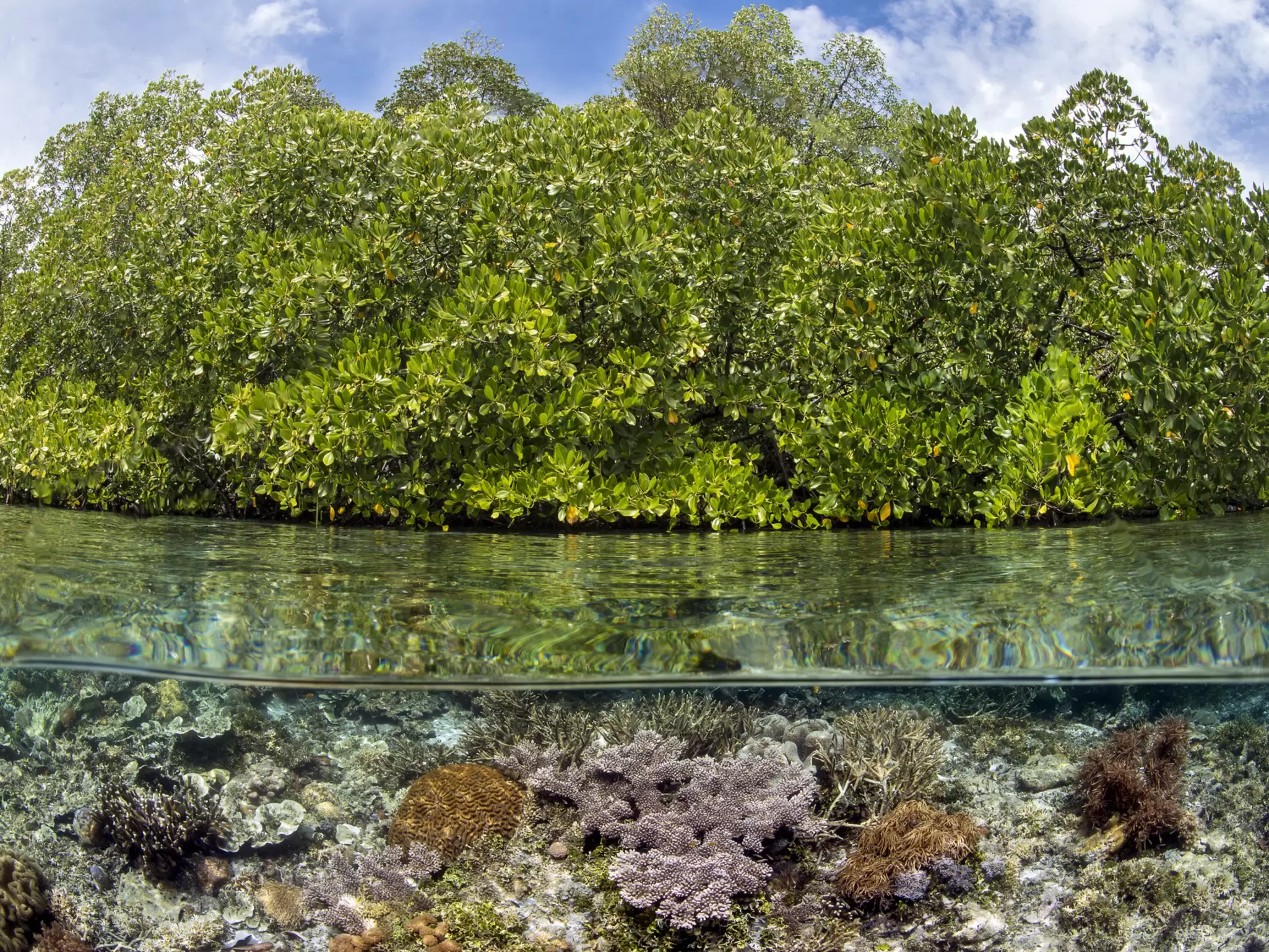 OceanImageBank_AlexMustard_02.jpg