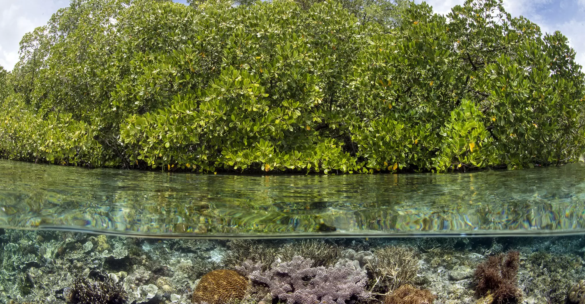 OceanImageBank_AlexMustard_02.jpg