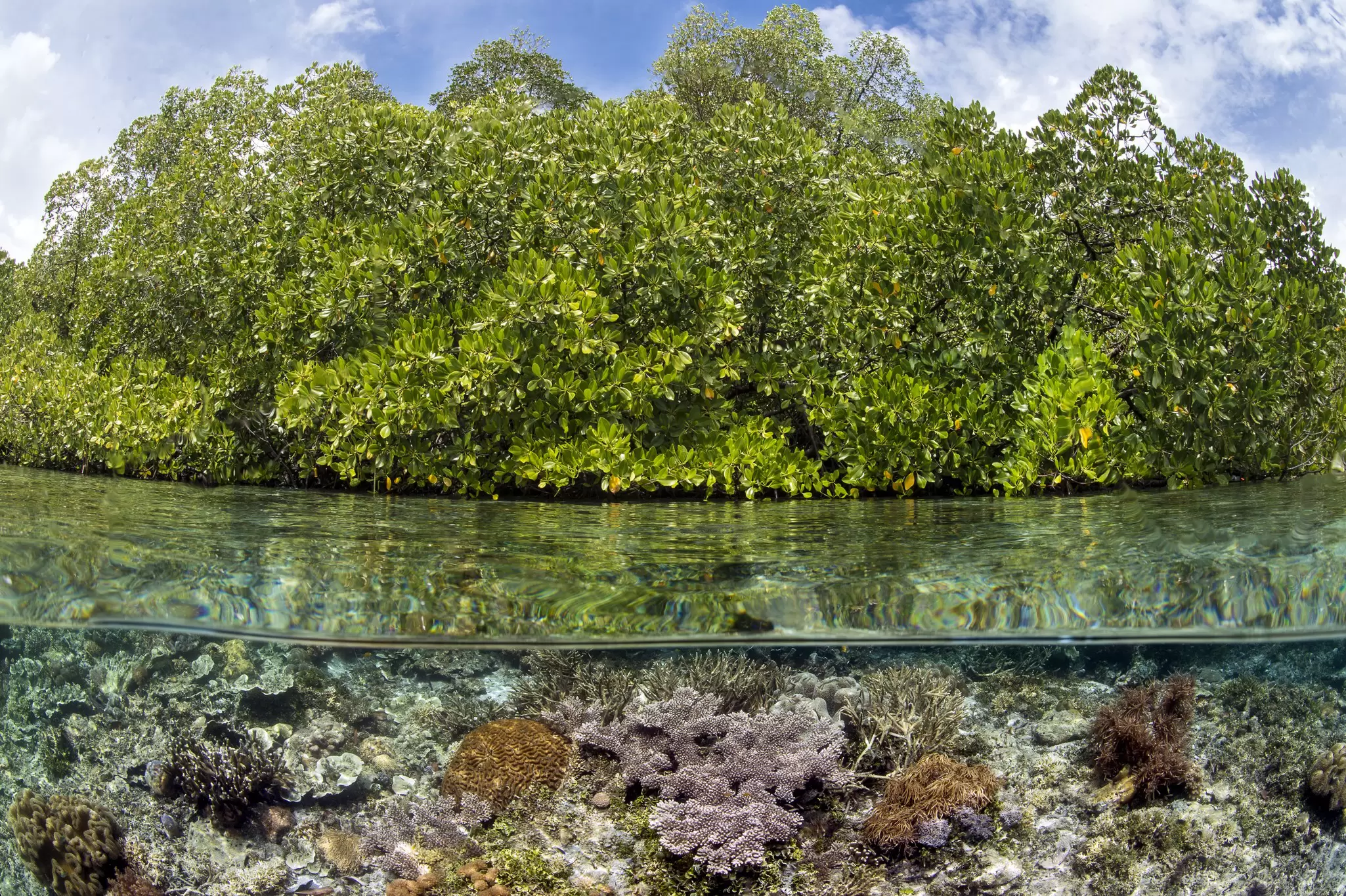 OceanImageBank_AlexMustard_02.jpg
