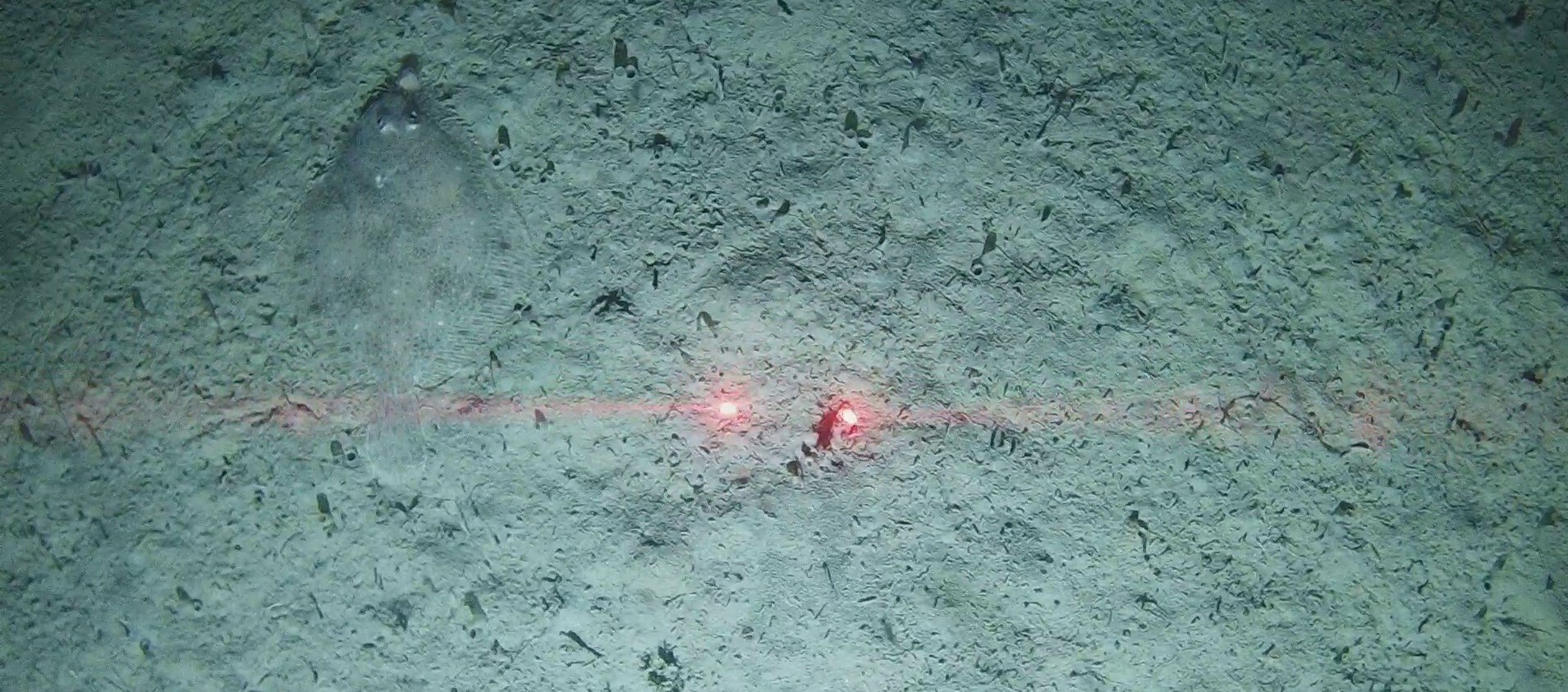 GrabCam frame capture during a benthic habitat survey. Image shows a representative seafloor for the region, with a flatfish (to the left of the scaling lasers).