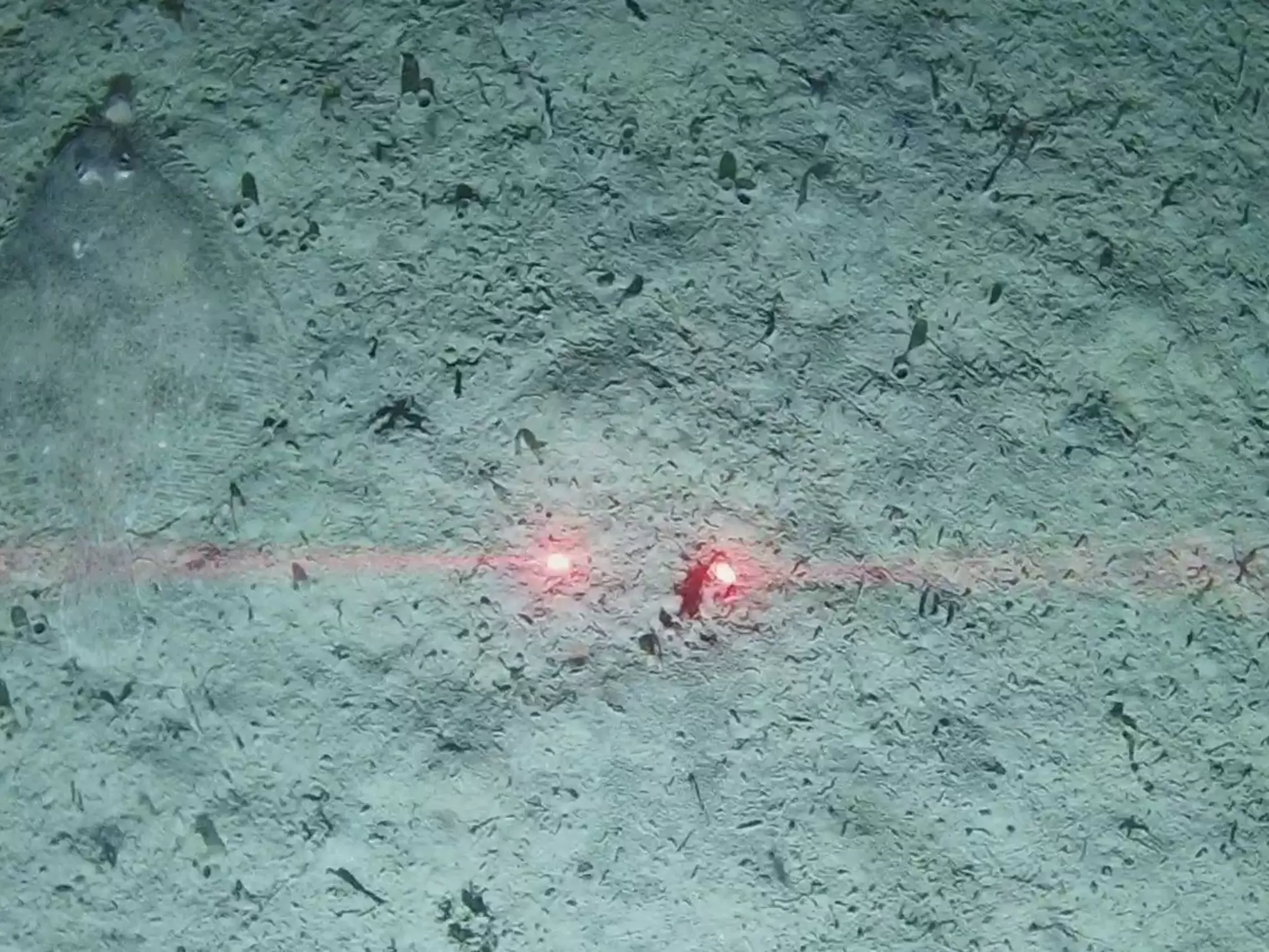 Grabcam frame during benthic survey.jpg