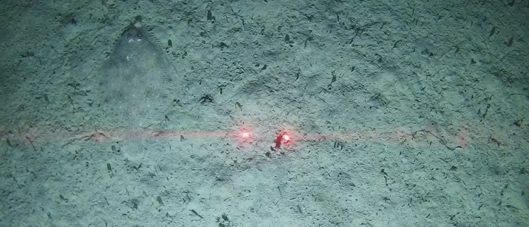 Grabcam frame during benthic survey.jpg